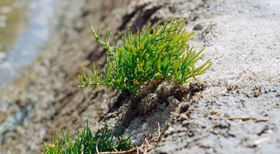 Can natural antibiotics help fight bacterial infection?