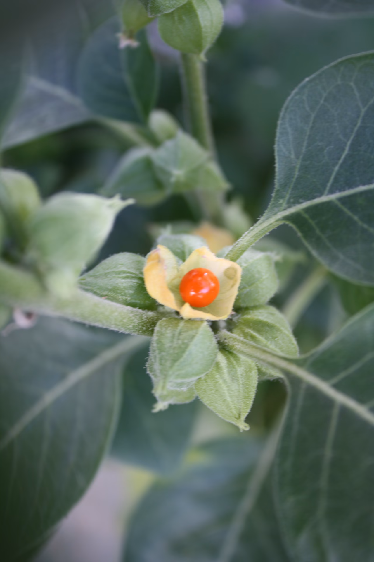 What are herbs used for?