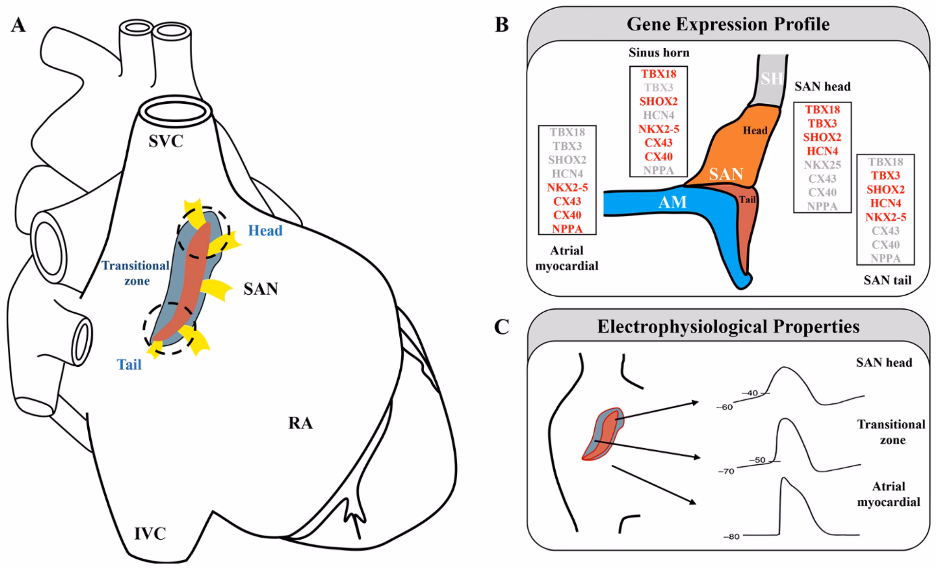 How can traditional Chinese Medicine treat sinusitis?
