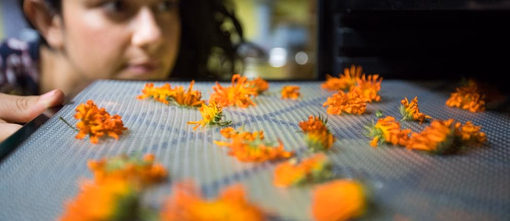 How many universities offer herbal medicine degrees?