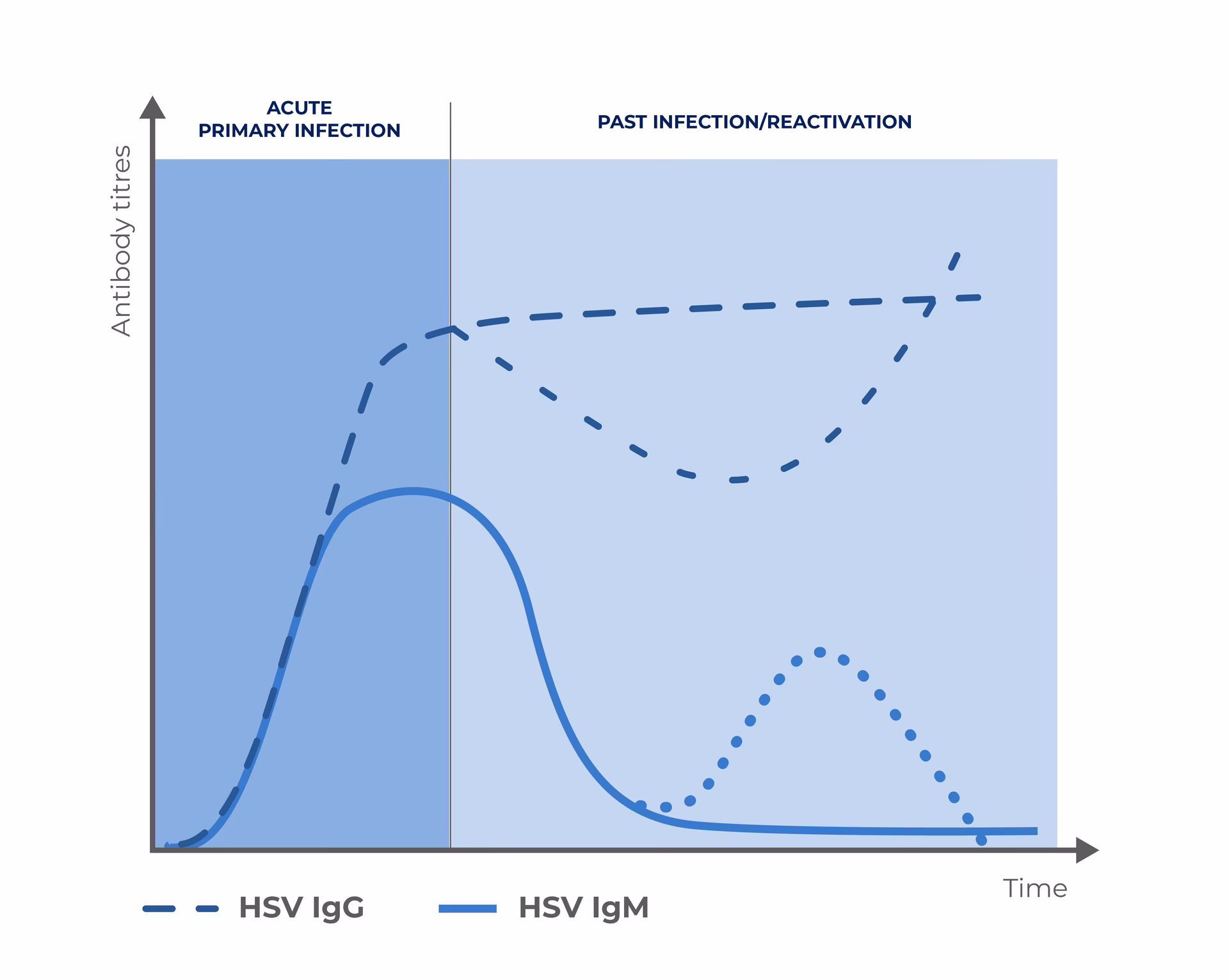 What does a positive HSV-2 IgG test mean?