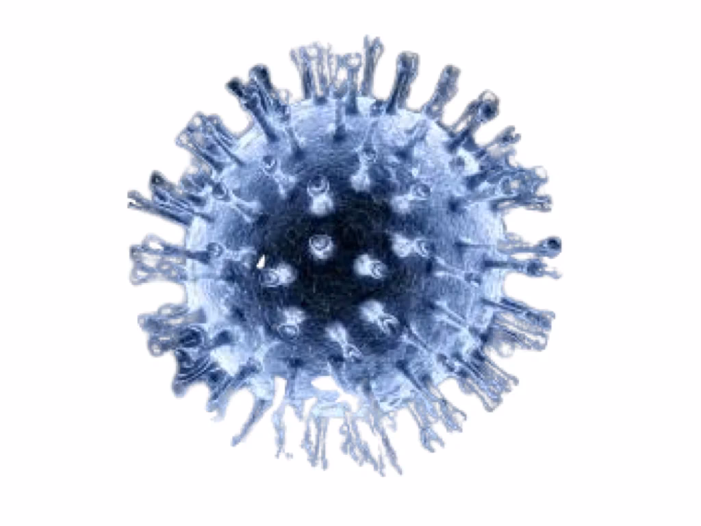 What is Epstein-Barr virus (EBV)?