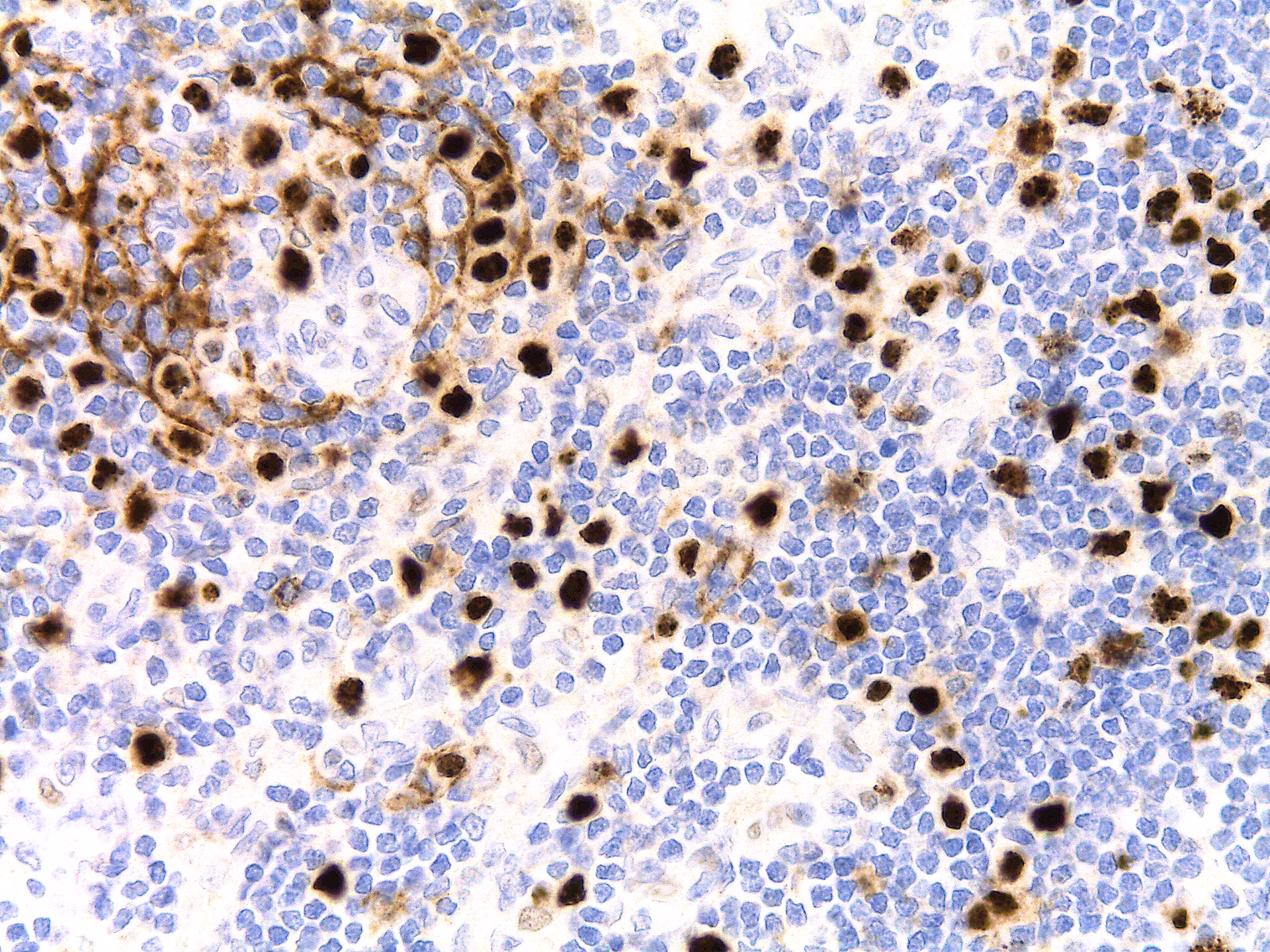 Is HHV8 a gamma herpes virus?