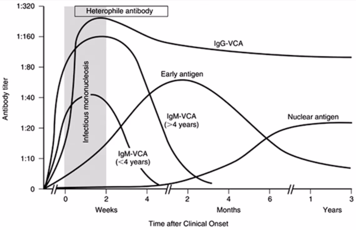 What antibodies are used to diagnose EBV?