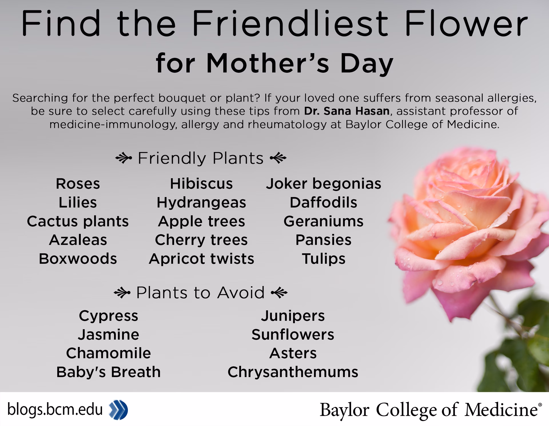 How do you know if you are allergic to Hibiscus?