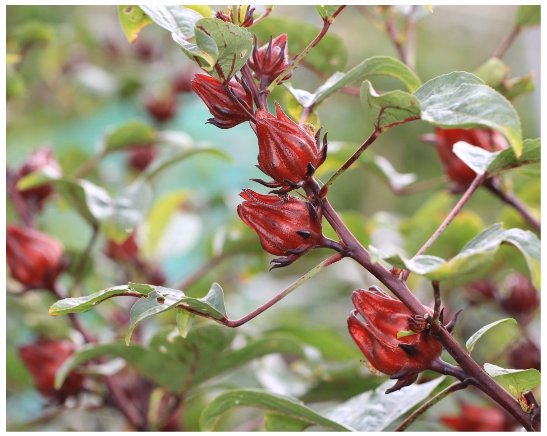 Is Hibiscus good for hair?