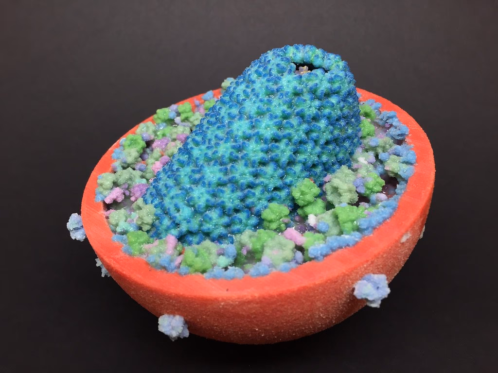 Are HIV 3D models available for free?