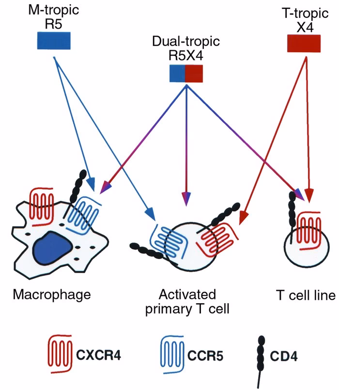What is a M-tropic HIV strain?