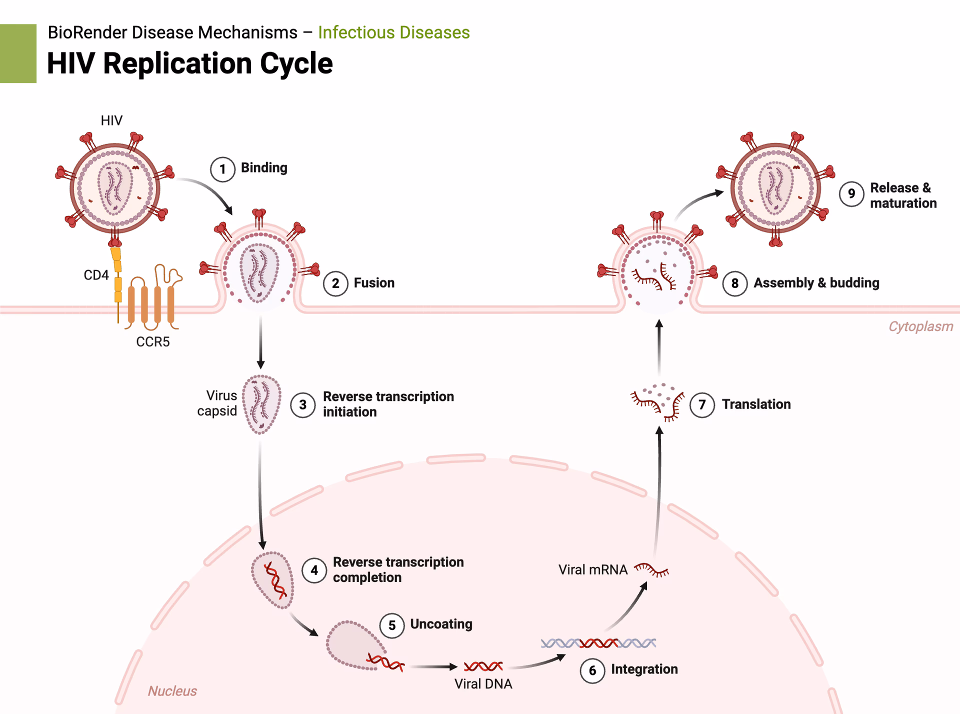 How does HIV multiply?