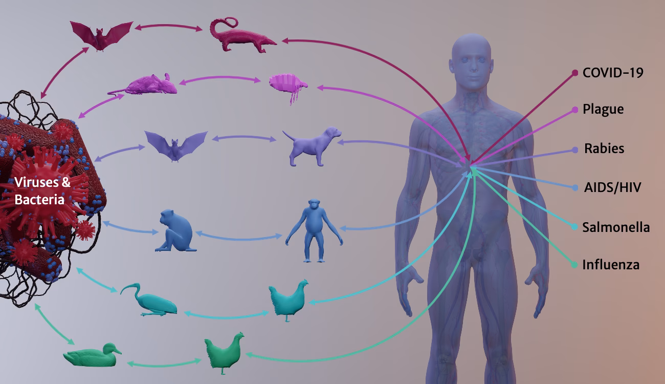 Do zoonoses cause diseases?