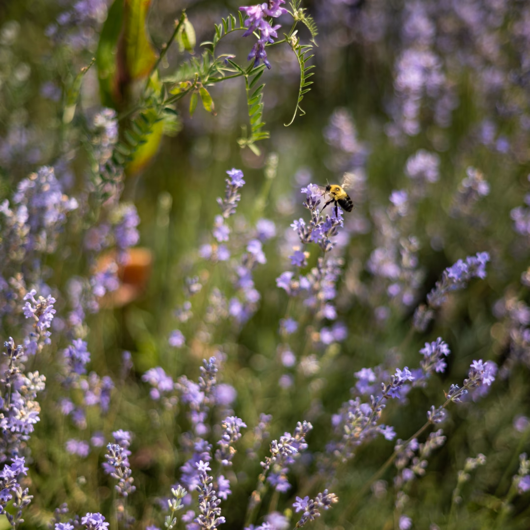 How can hive help you save energy?