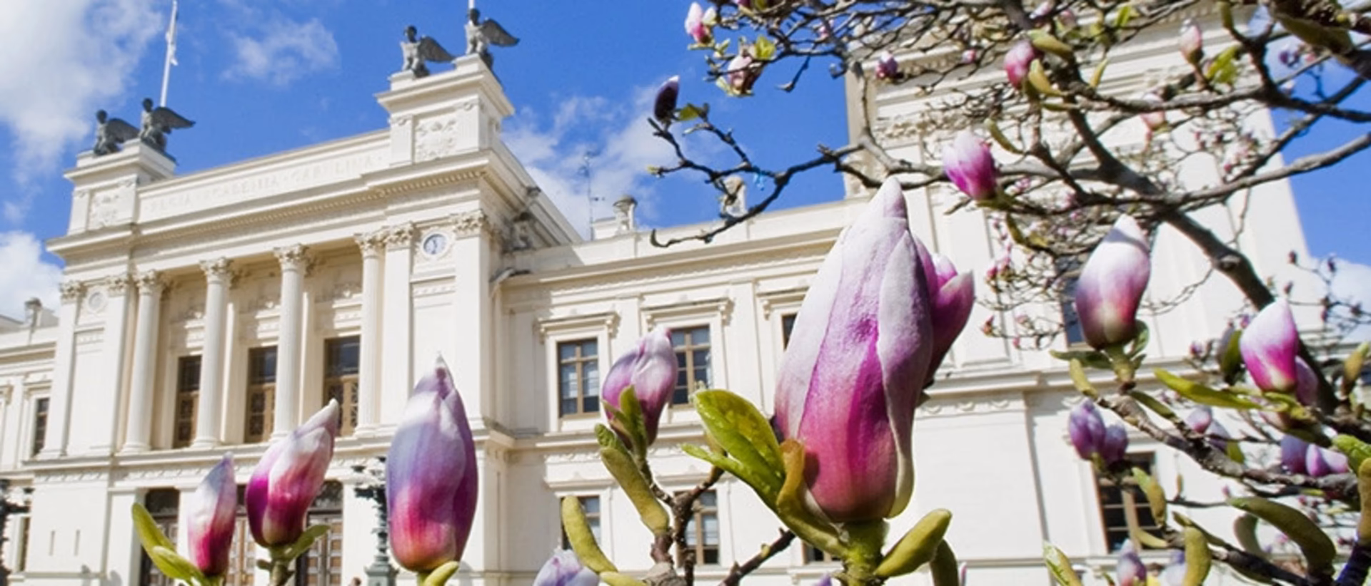 What is a Master in International Hospitality & Management?