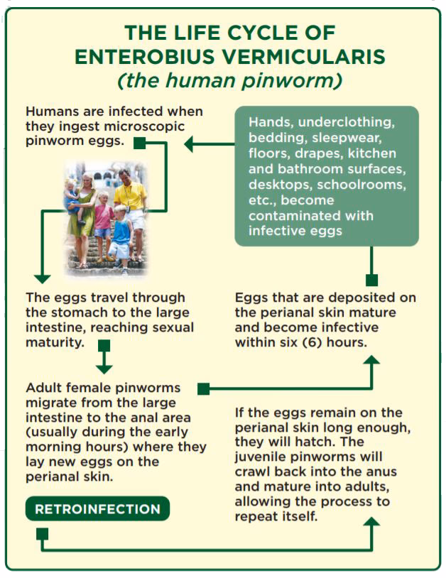 How long can pinworm eggs survive?