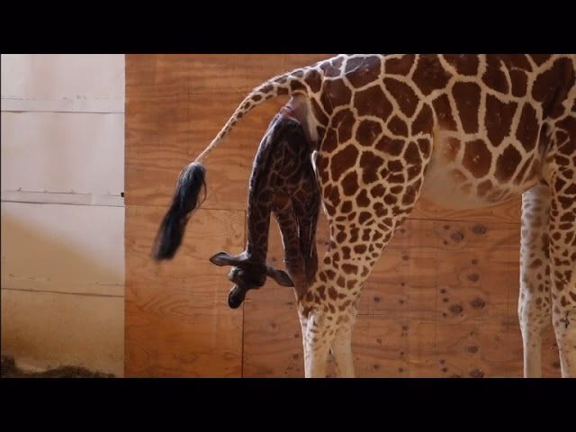 How long do giraffe calves stay up after birth?