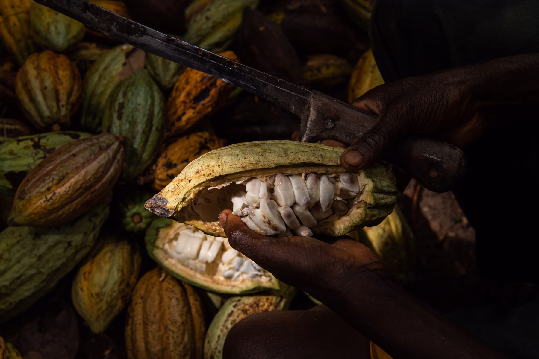 Does the chocolate industry help child labor survivors?