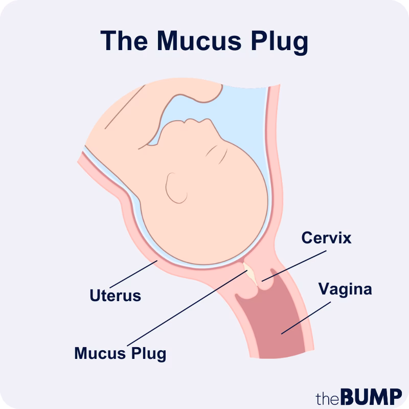 When does labor start after losing a mucus plug?