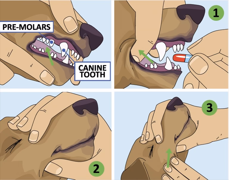 What if my dog doesn't eat a pill?