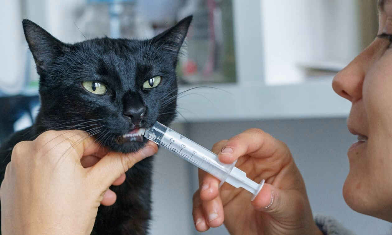 How do you give a cat liquid medicine with a syringe?