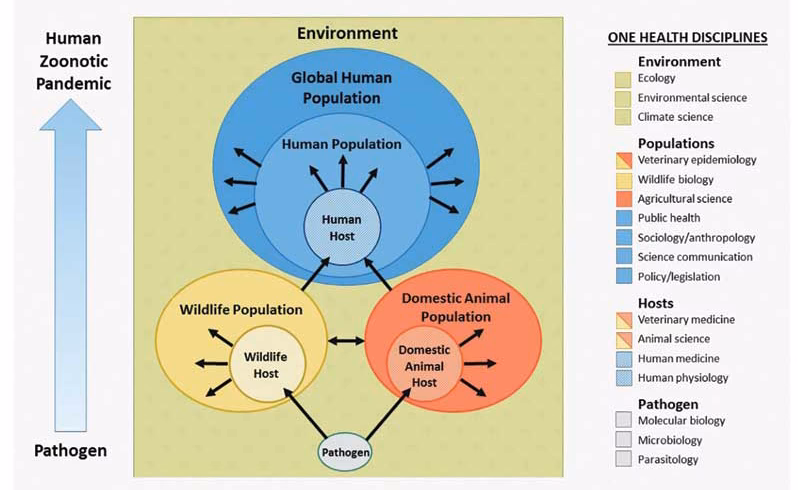 How is human health related to animals and the environment?