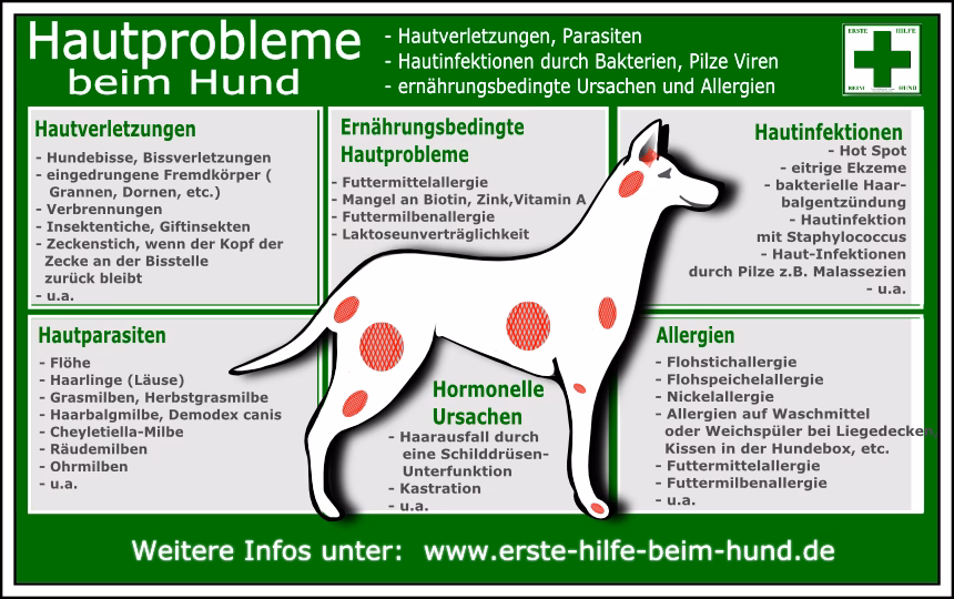 Was tun bei bakteriellen Infektionen beim Hund?