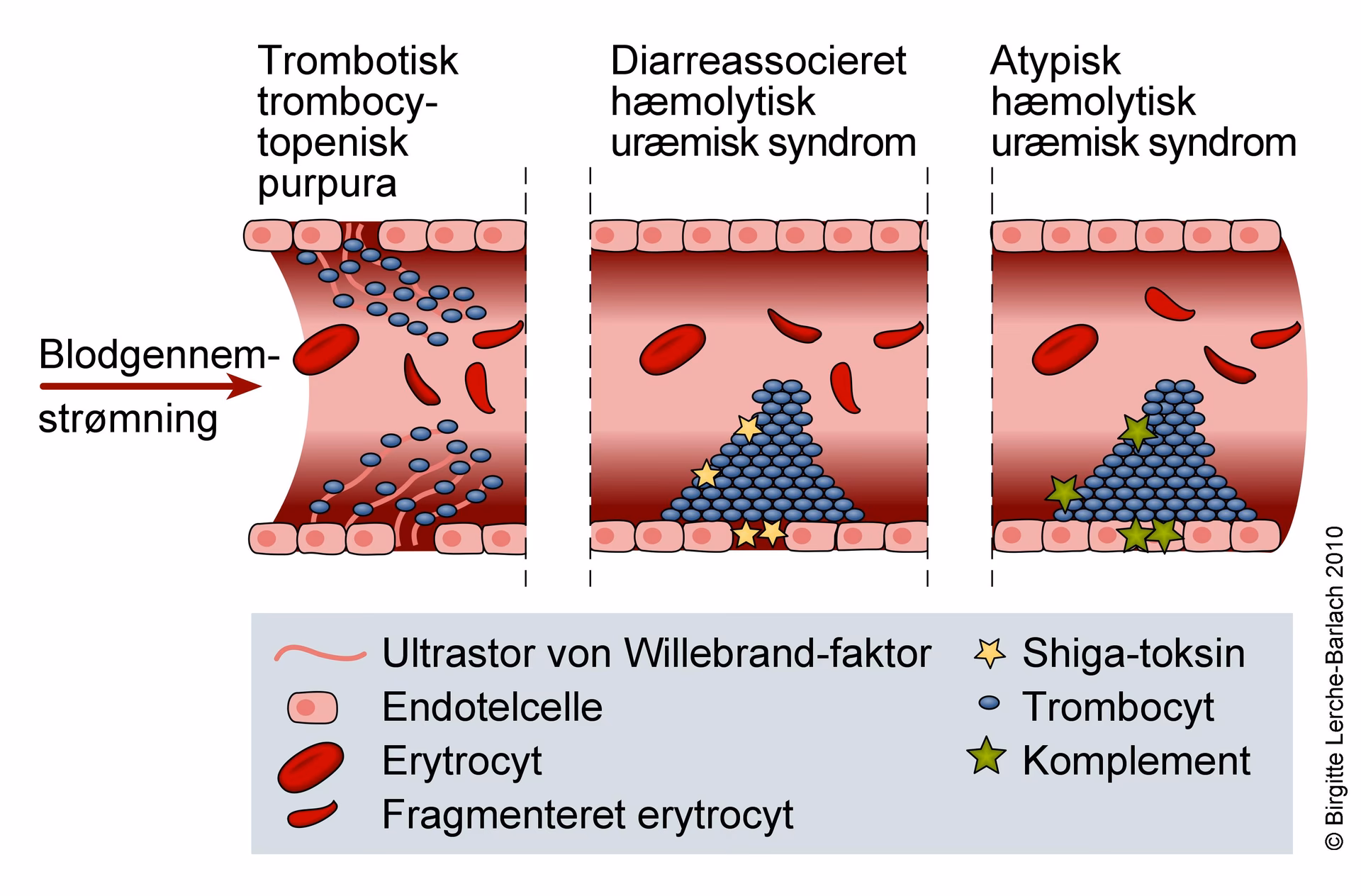 Hvad er sekundær trombocytose?