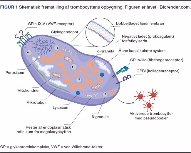 Hvad er sekundær trombocytose?