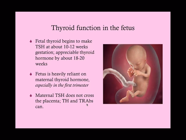 Does maternal hyperthyroidism affect fetus and neonates?