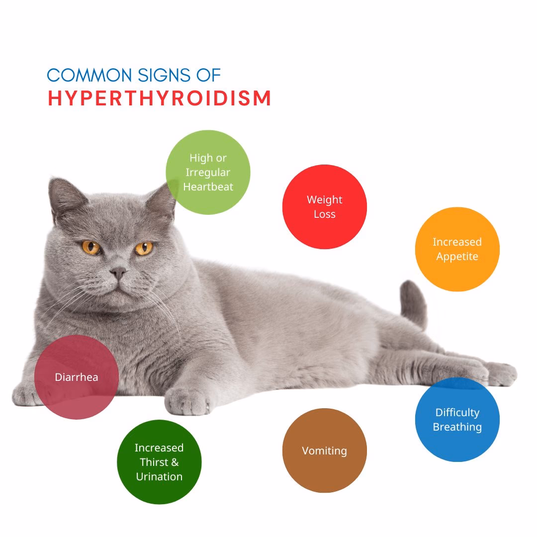 Where can I find information on feline hyperthyroidism?