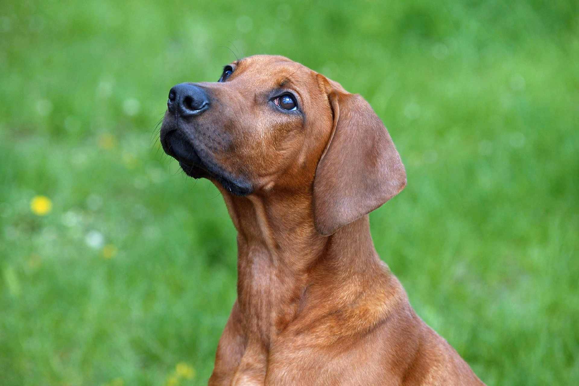 Is hyperthyroidism rare in dogs?