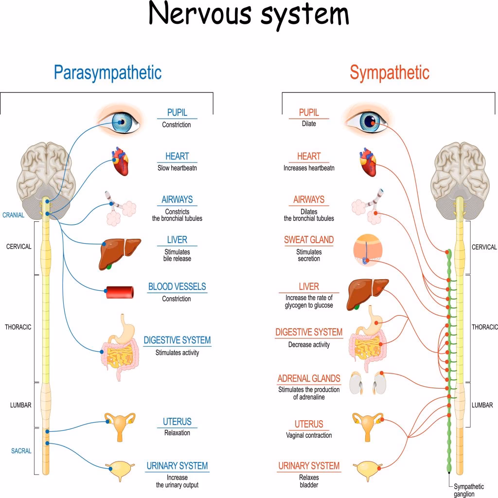 How does the sympathetic nervous system interact with thyroid hormone?