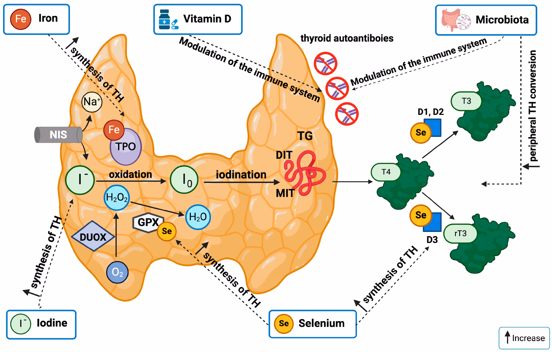 Is vitamin D deficiency a risk factor for thyroid disease?