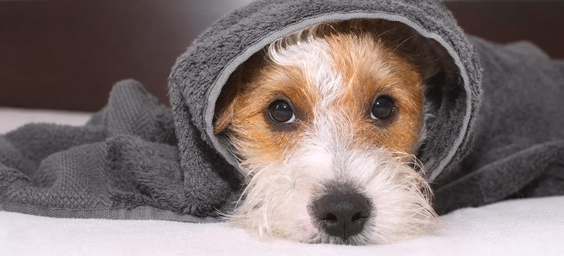How do I know if my dog has hypothermia?