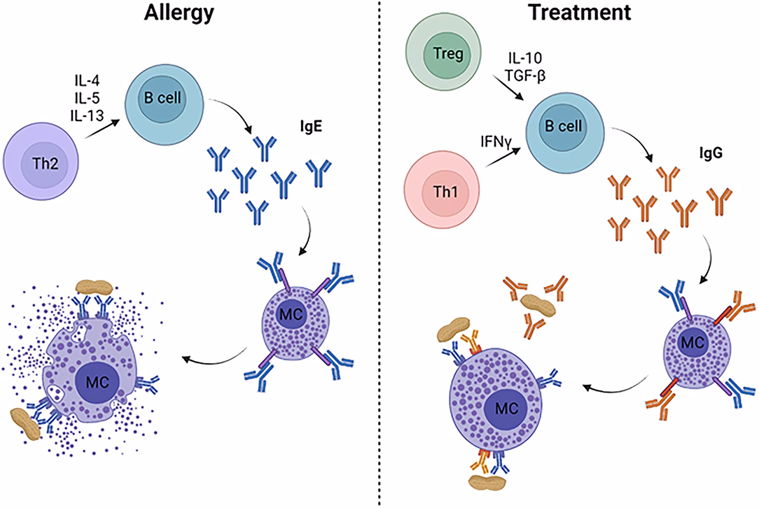 How important are IgE antibodies in food allergy?