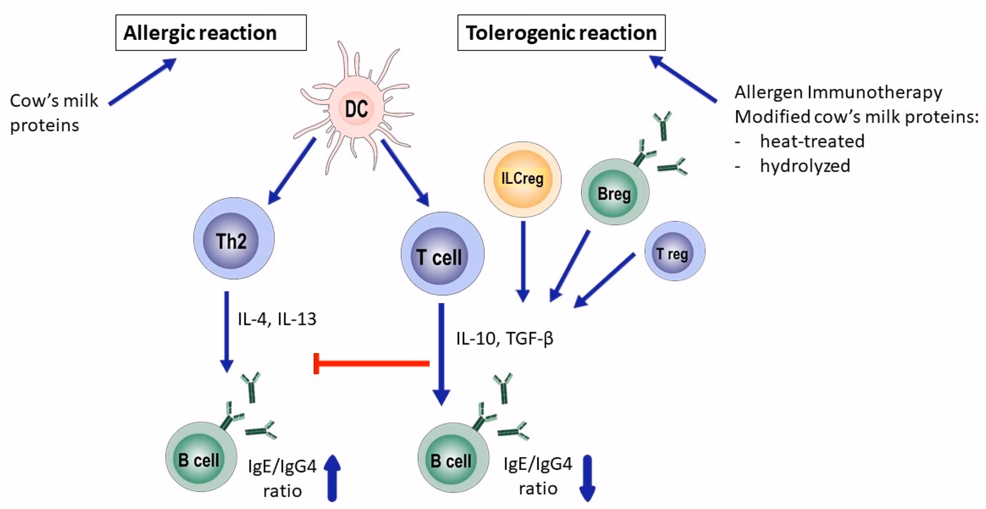 Does oligo-sensitization of a cow's milk allergen affect IgE levels?