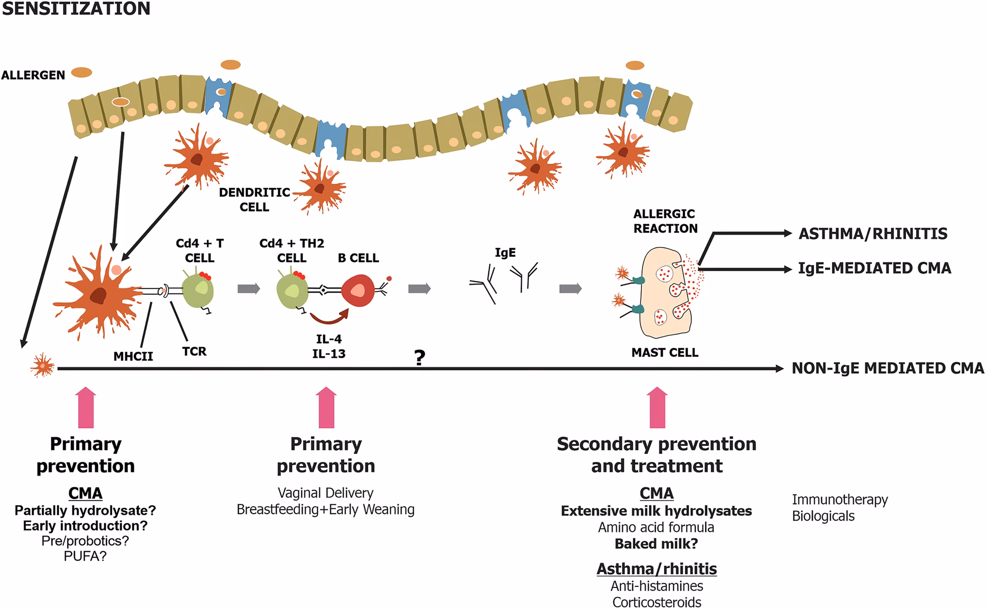 What is a Class 1 IgE antibody?