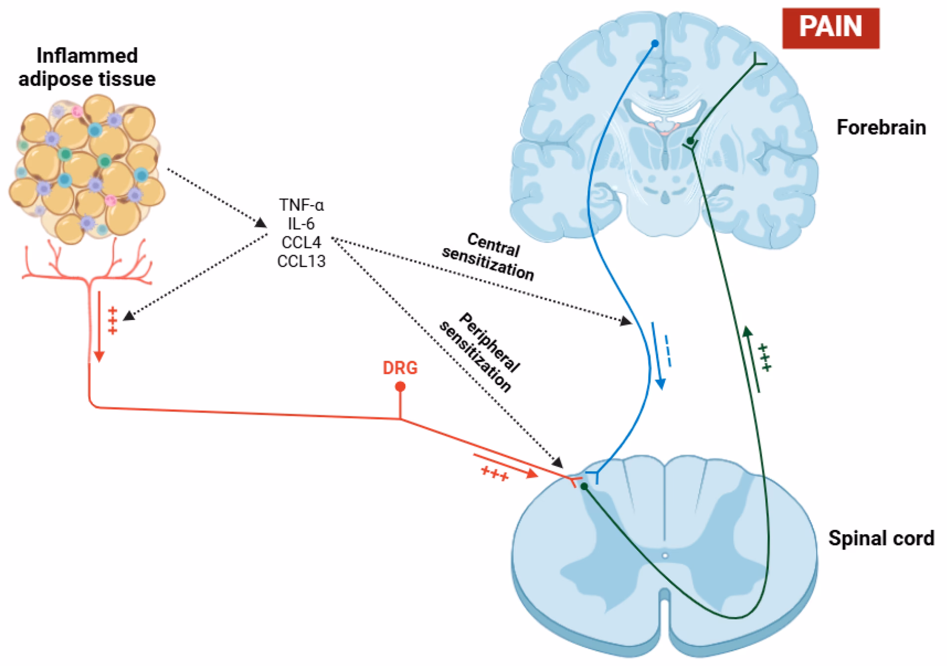 Are IL-6 and IL-8 cytokines associated with chronic pain in FM patients?