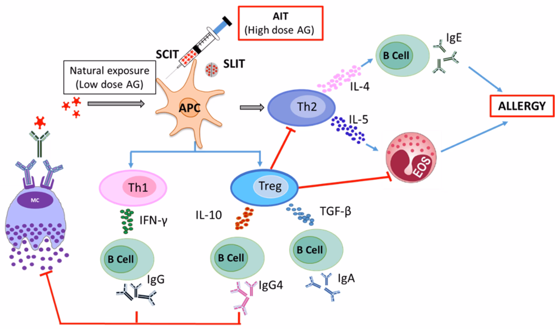 Why is particle size a key determinant of allergic inflammation?