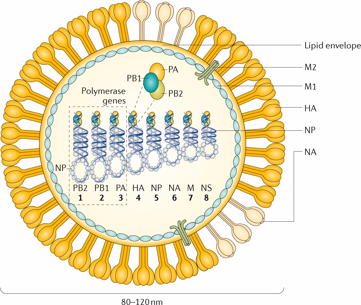 ¿Cuál es el período de incubación de la influenza?