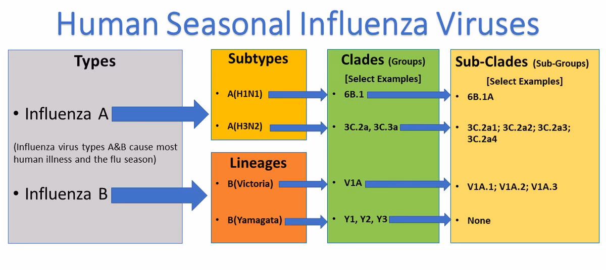 What determines the 'worseness' of influenza A or B?