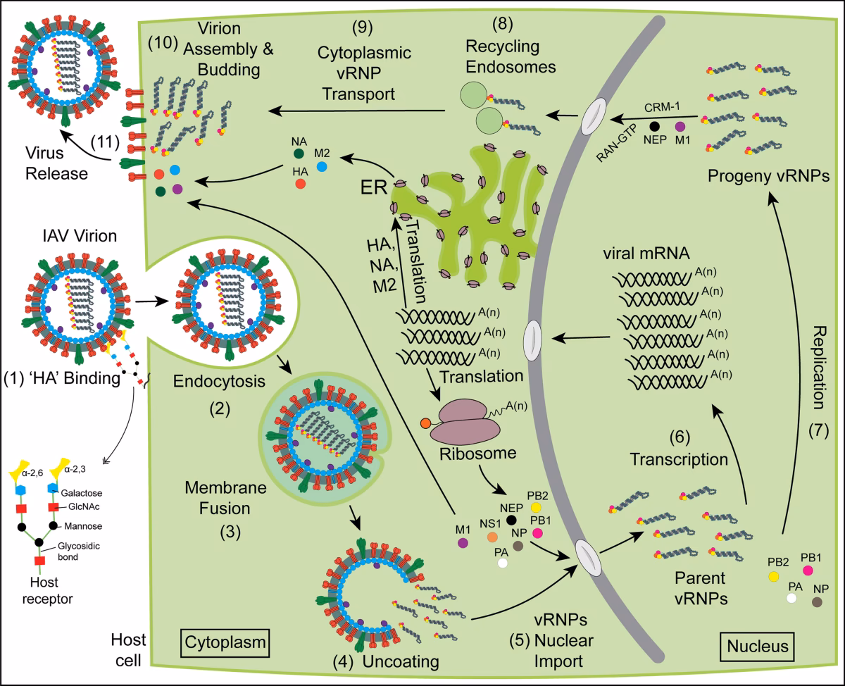 What is flumap – a comprehensive map of the influenza virus life cycle?
