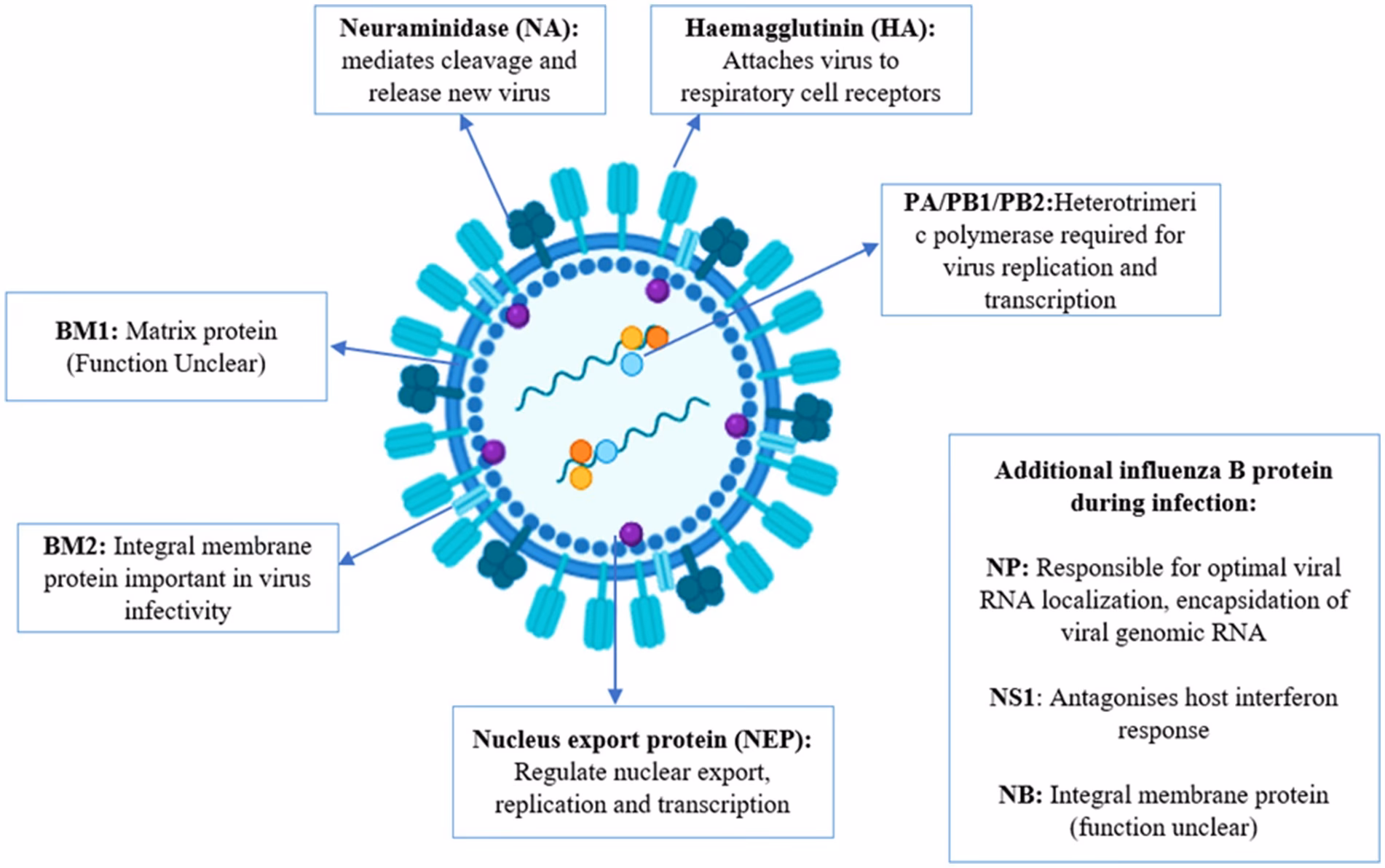 What is the reproduction number for influenza?