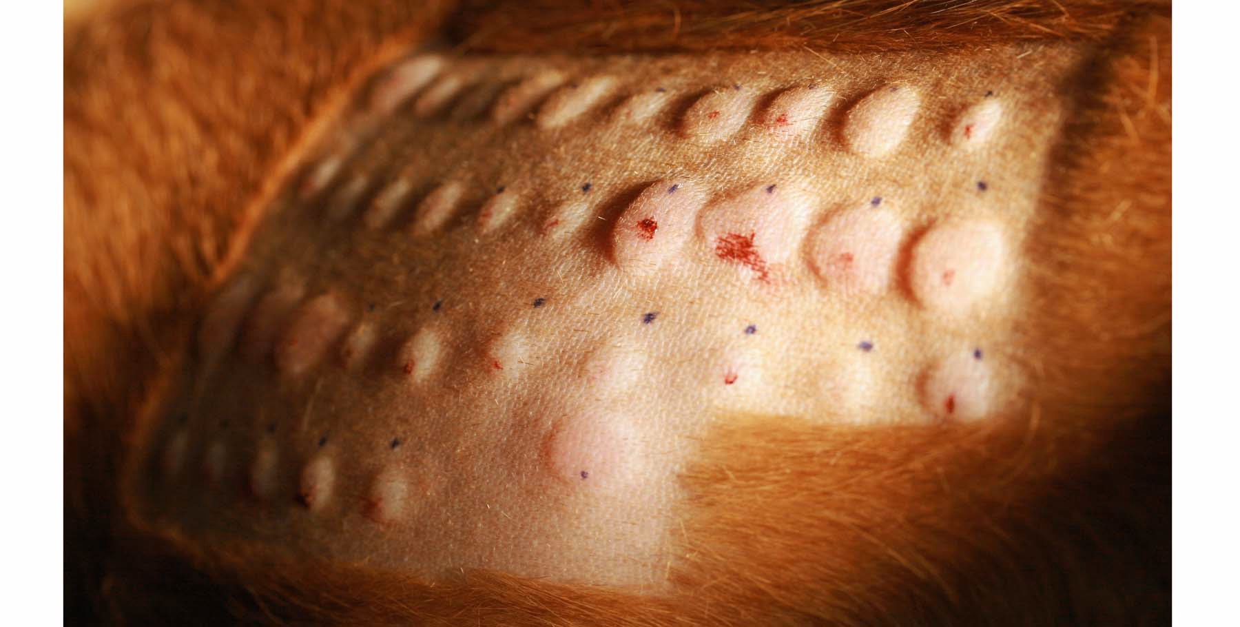 What is an intradermal allergy test?