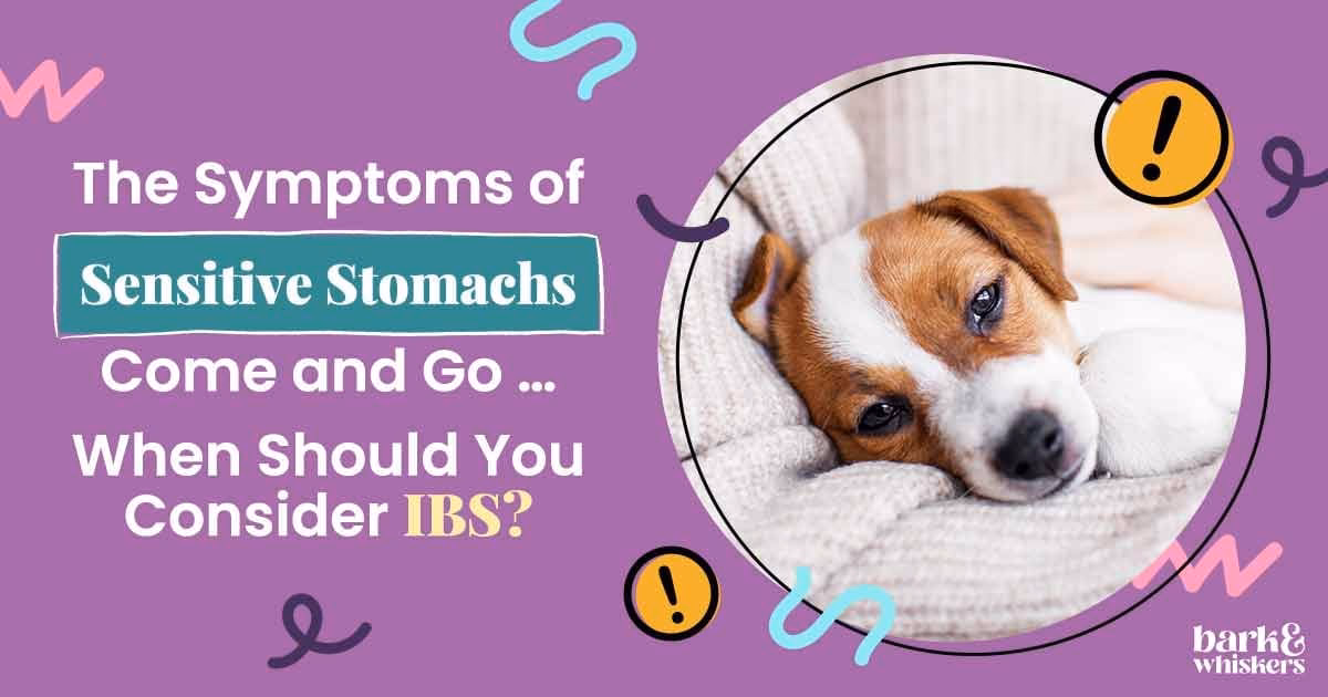 How do you treat a dog with irritable bowel syndrome (IBS)?