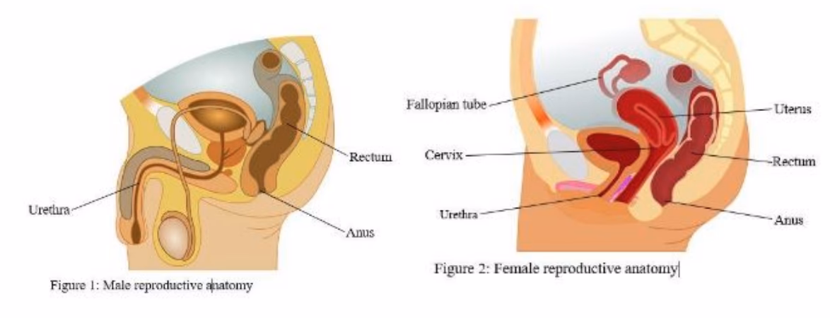 What is a sexually transmitted infection (STI)?