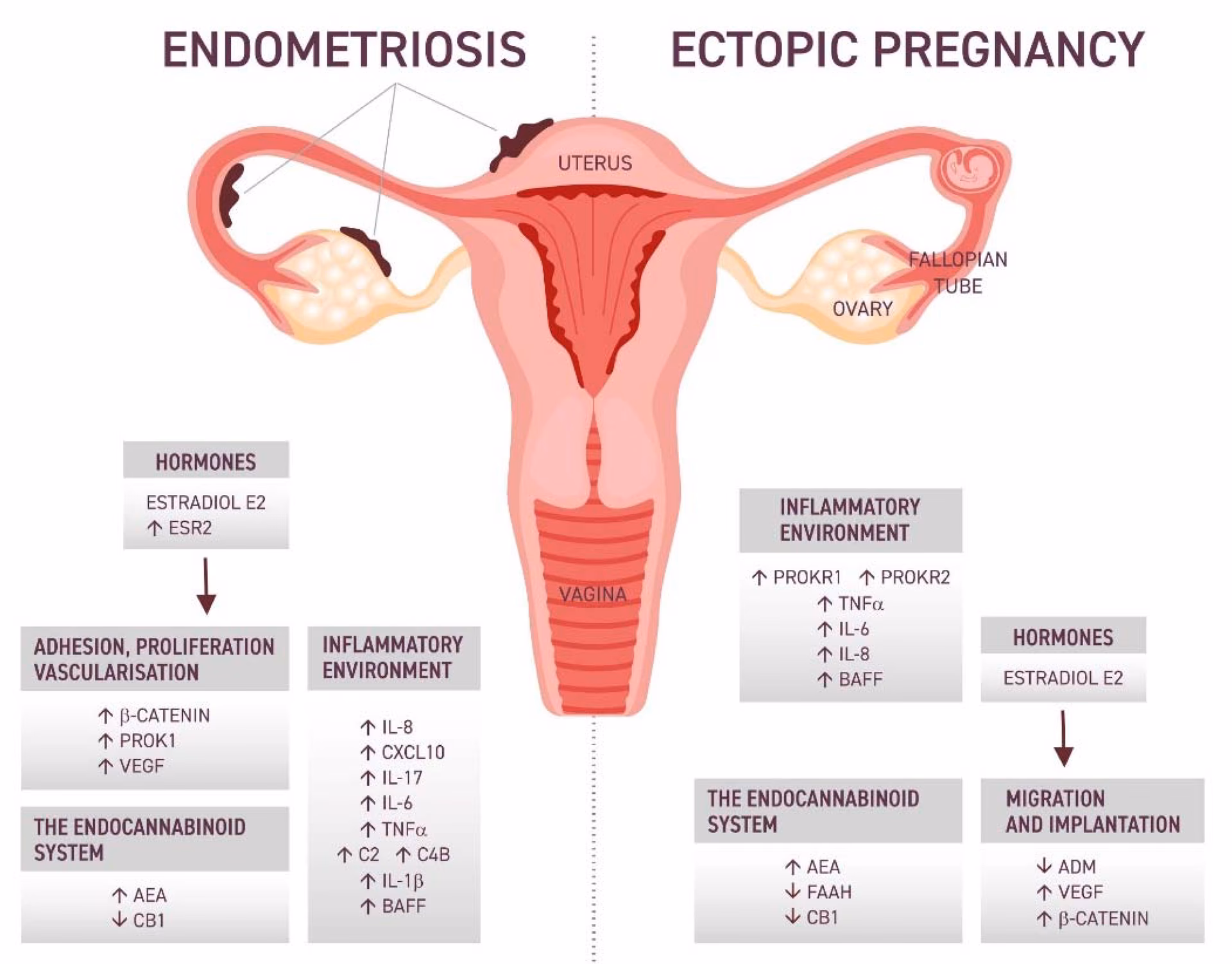 Are endometrial changes associated with ectopic pregnancy?