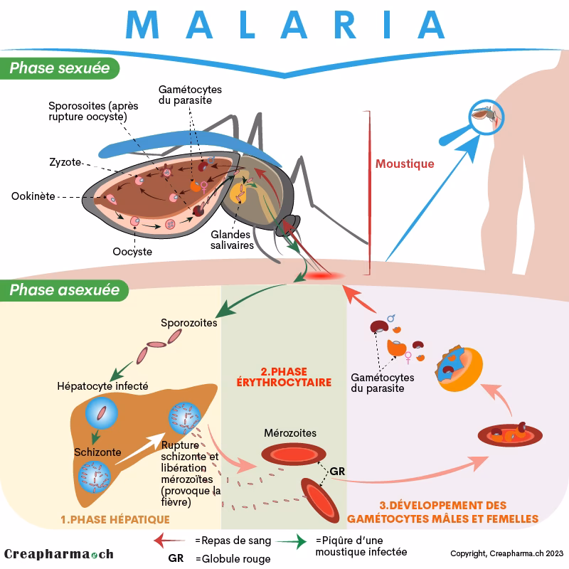 Comment la malaria a-t-elle évolué ?