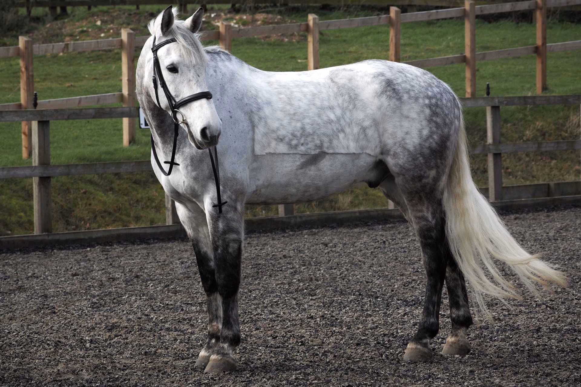 Hvad er den utrolige historie om kæmpestore?