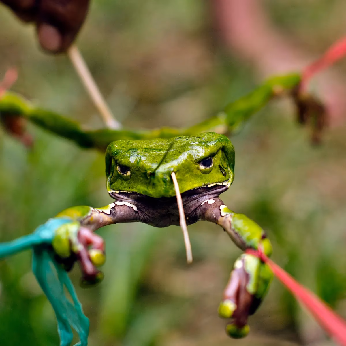 Can Kambo frog peptides help treat arthritis?
