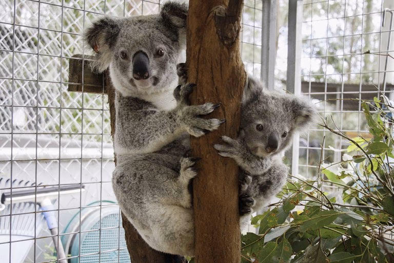 Why should you visit a Koala Hospital?