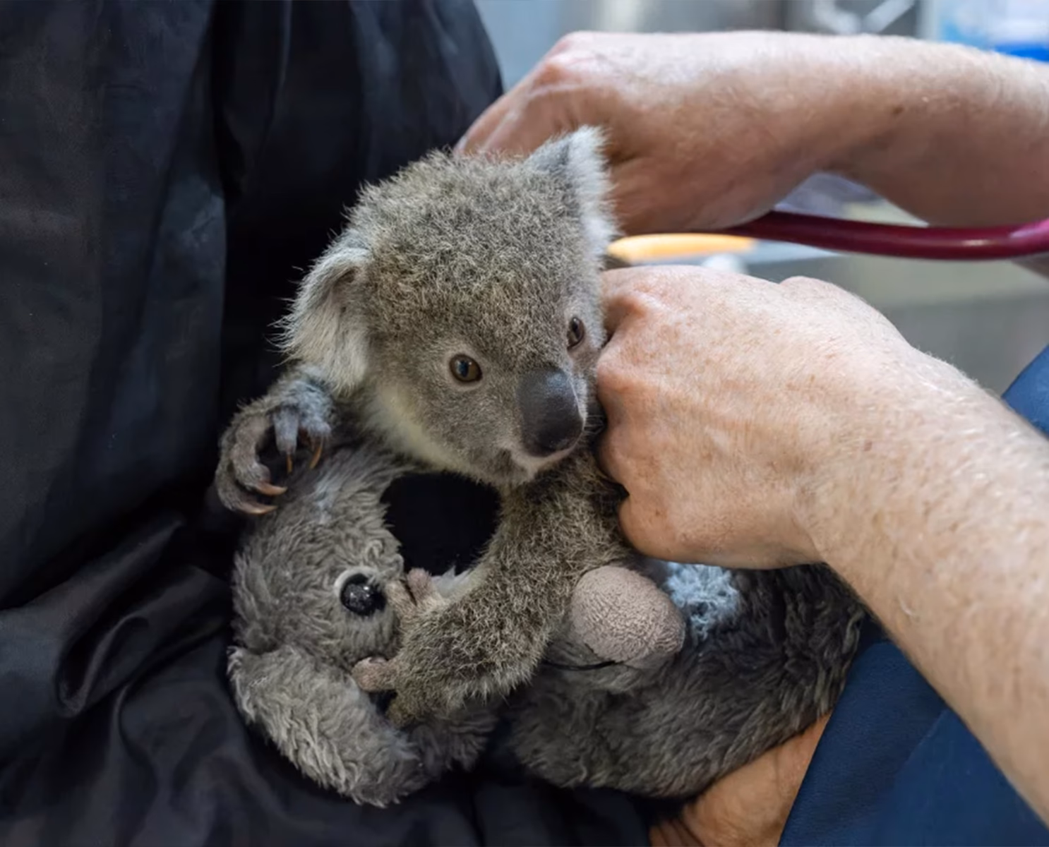 Who is Koala Conservation Australia?